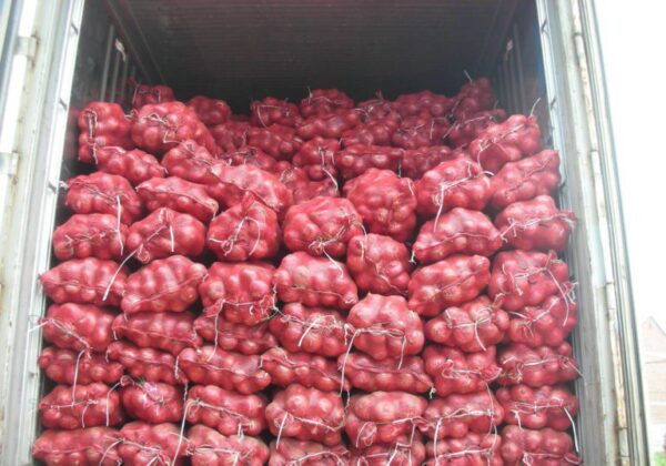 onion export